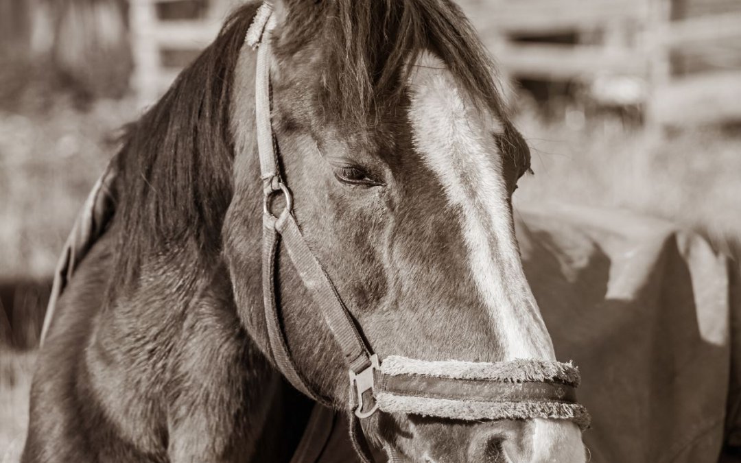 RAO – nieuleczalna choroba płuc u konia
