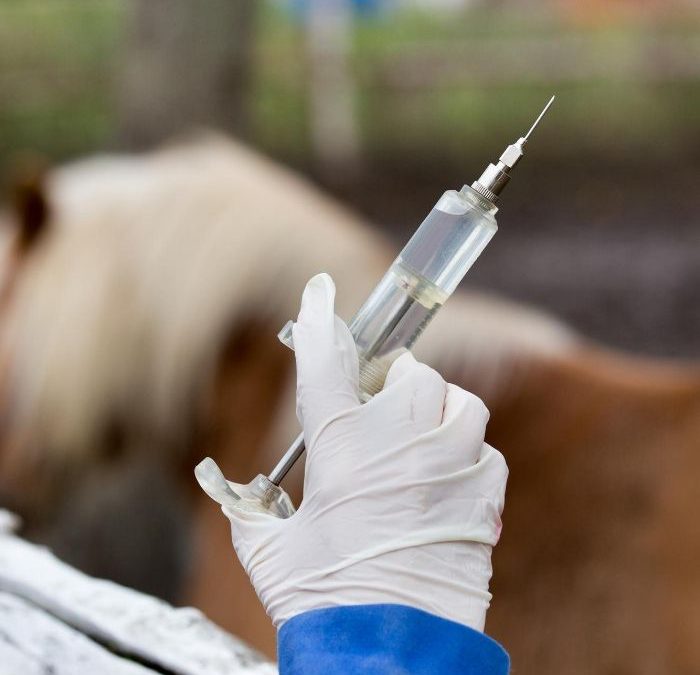 Końskie zdrowie – jak prawidłowo szczepić konia?