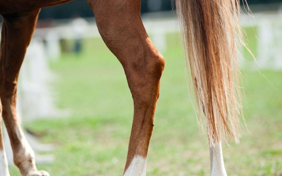 Kulawizna u konia – diagnoza i leczenie.