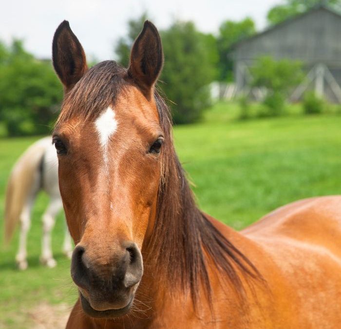 Wrzody żołądka u konia – diagnostyka i leczenie