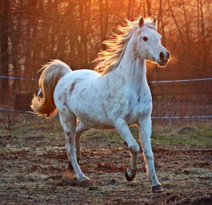 Jak zadbać o konia w okresie wiosennym – pielęgnacja i suplementacja.