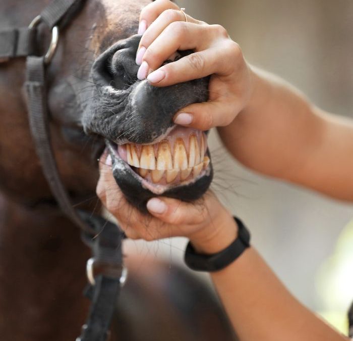 Choroby zębów u koni – jak im zapobiegać i leczyć?