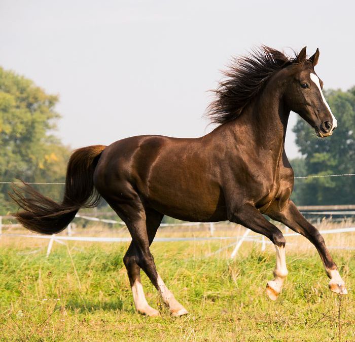 Popularne schorzenia ortopedyczne występujące u koni