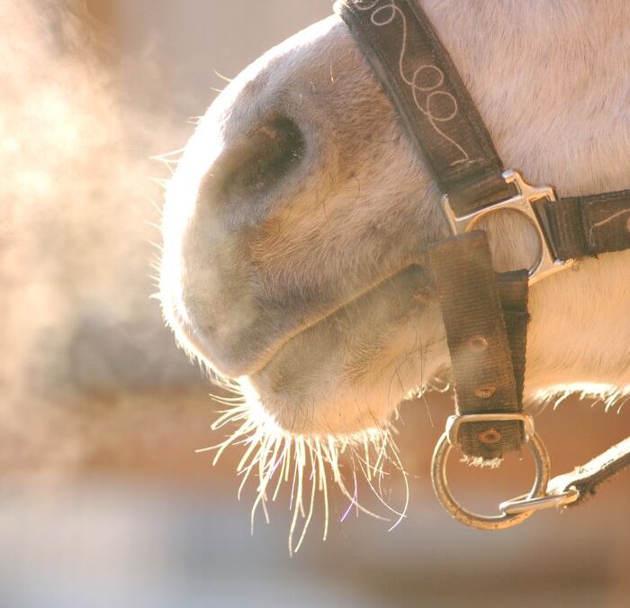 Kiedy warto zastosować u konia leczenie inhalacjami?