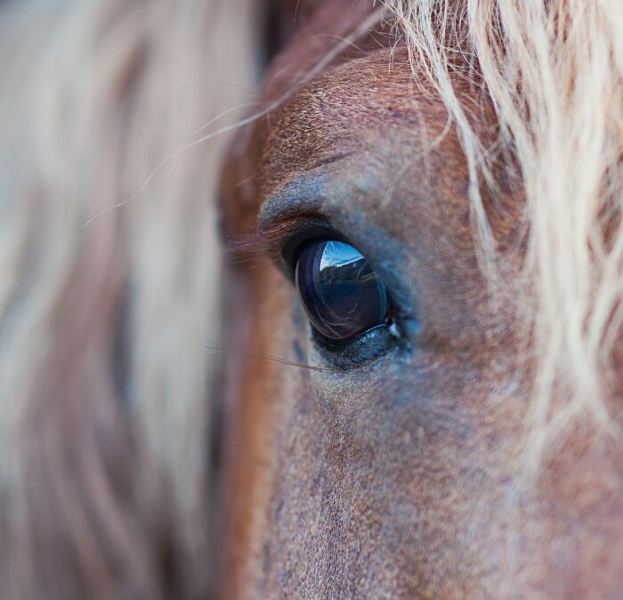 Choroby oczu koni